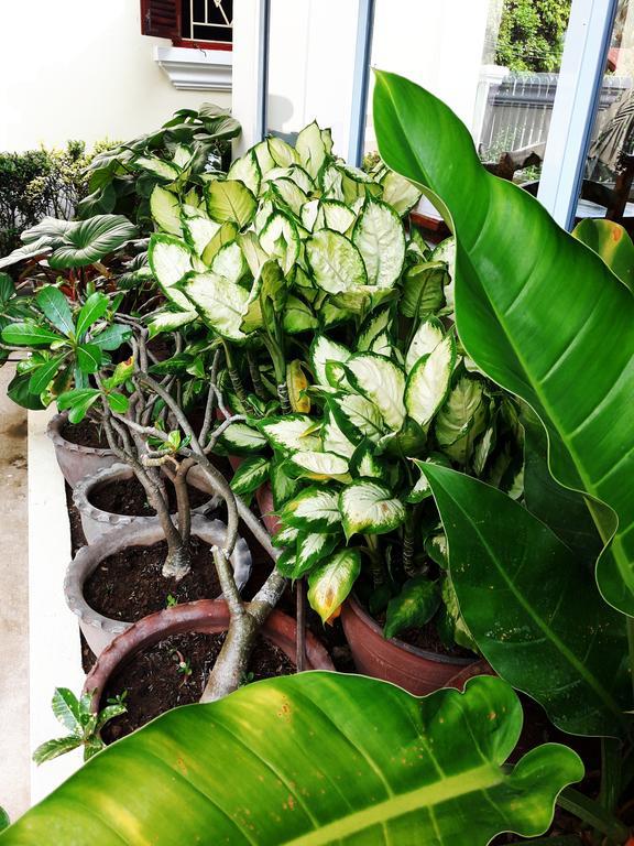 Phonepraseuth Guesthouse Luang Prabang Zewnętrze zdjęcie