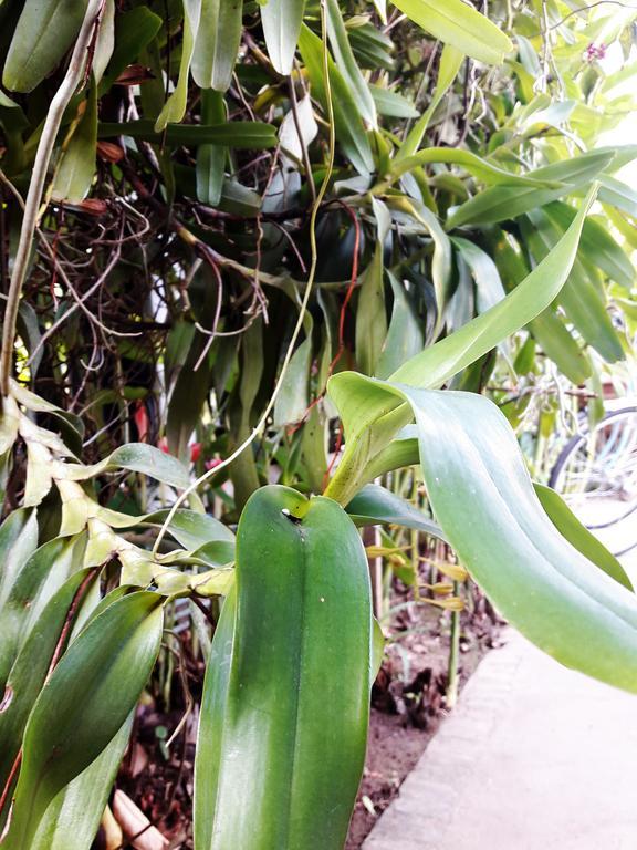 Phonepraseuth Guesthouse Luang Prabang Zewnętrze zdjęcie